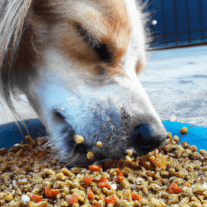 Can dogs eat millet