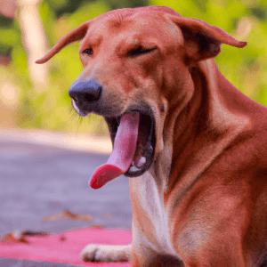 Do dogs have tonsils