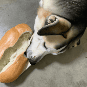 Read more about the article Can dogs eat sourdough bread