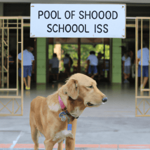 Read more about the article Are dogs allowed in schools