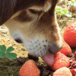 Read more about the article Can dogs eat dried strawberries
