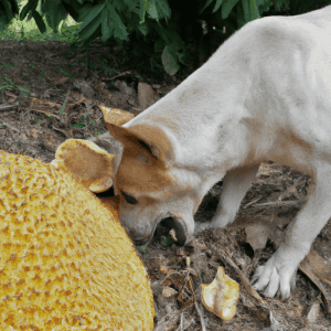Read more about the article can dogs eat jackfruit