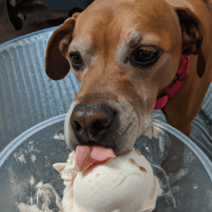 Read more about the article Can dogs eat butter pecan ice cream