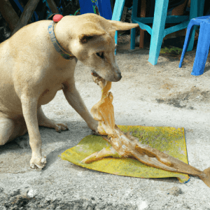 Read more about the article Can dog eat squid