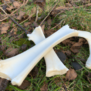 Read more about the article Are deer bones safe for dogs