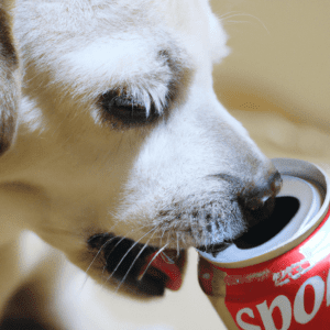Read more about the article Can dogs have aspartame