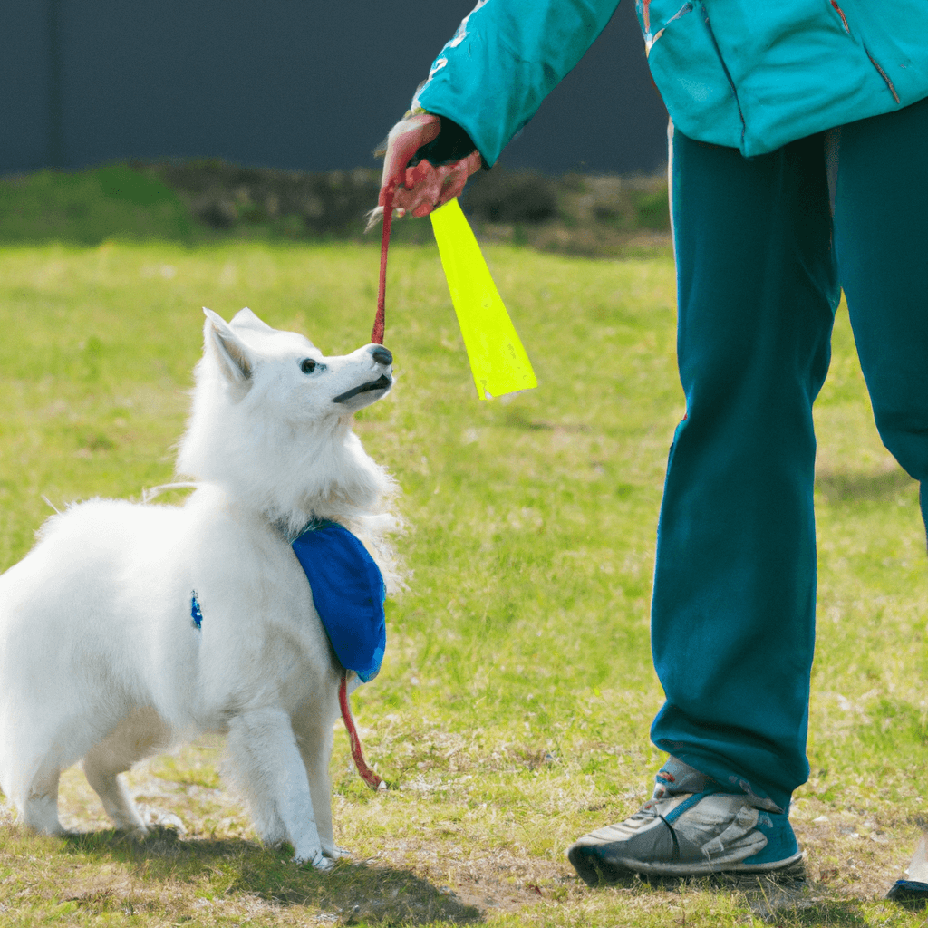 how to train american eskimo dog