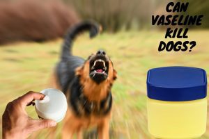 Read more about the article Can Vaseline kill Dogs? Tips for Pet Owners