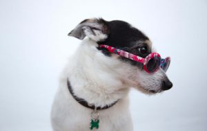 Funny Dog wearing a sunglass.