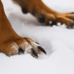 Do dogs paws get cold in the snow