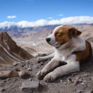 Do dogs get altitude sickness