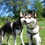 husky dog training tips